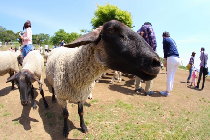 マザー牧場　動物とのふれあい