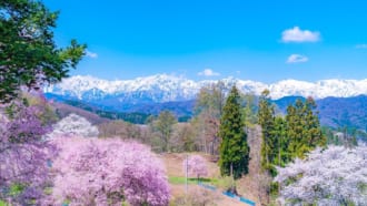 ・小川村番所の桜（長野県）