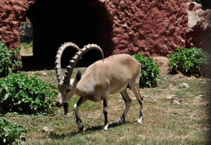 ギザ動物園（エジプト）