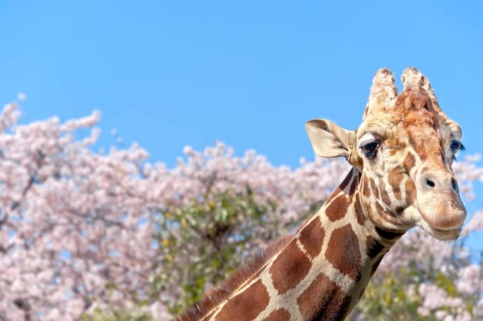 野毛山動物園のキリンと桜（横浜市中区）