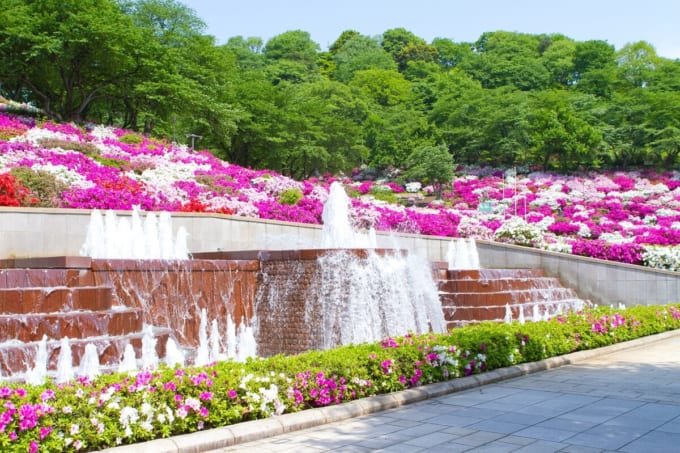 西山公園のツツジ