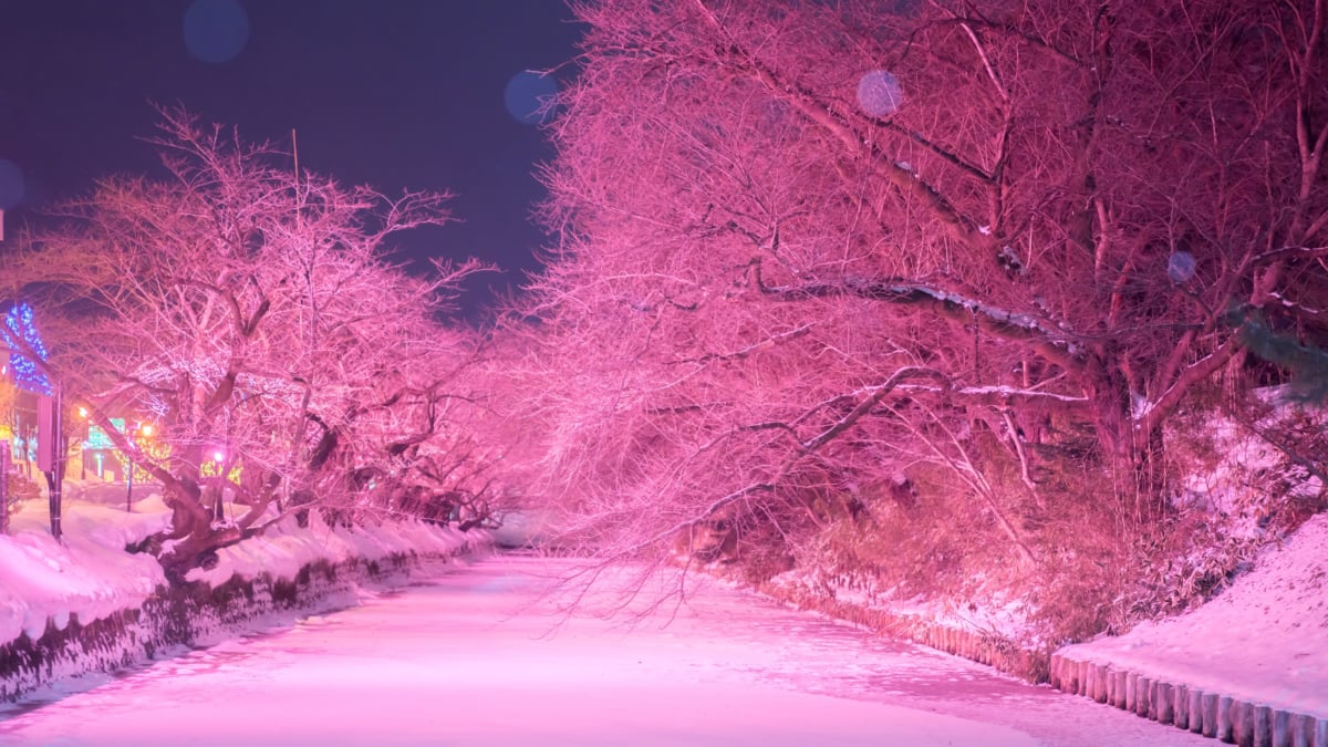 青森県弘前公園 冬に咲くさくらライトアップ が開催中 Skyticket 観光ガイド