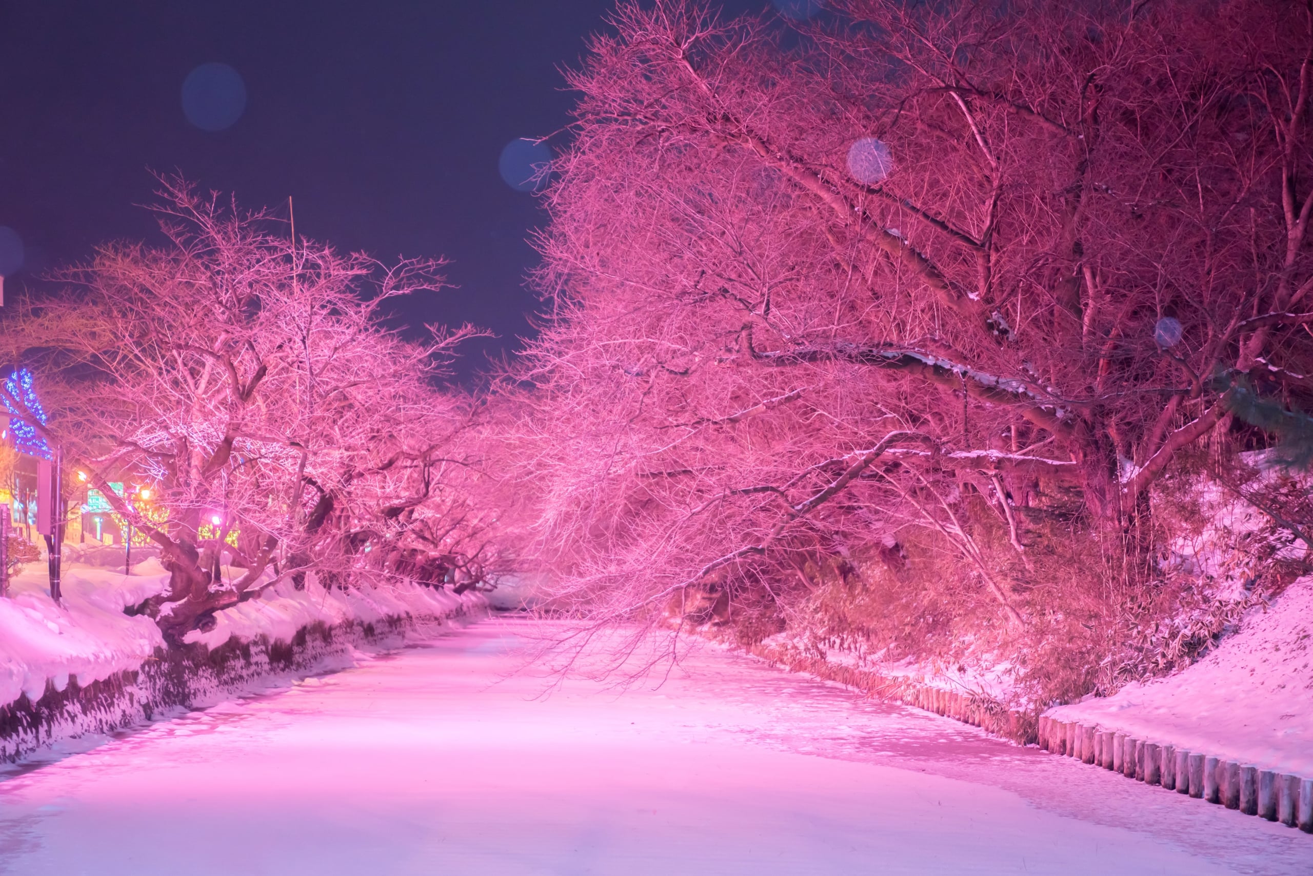青森県弘前公園「冬に咲くさくらライトアップ」が開催中 – skyticket 観光ガイド