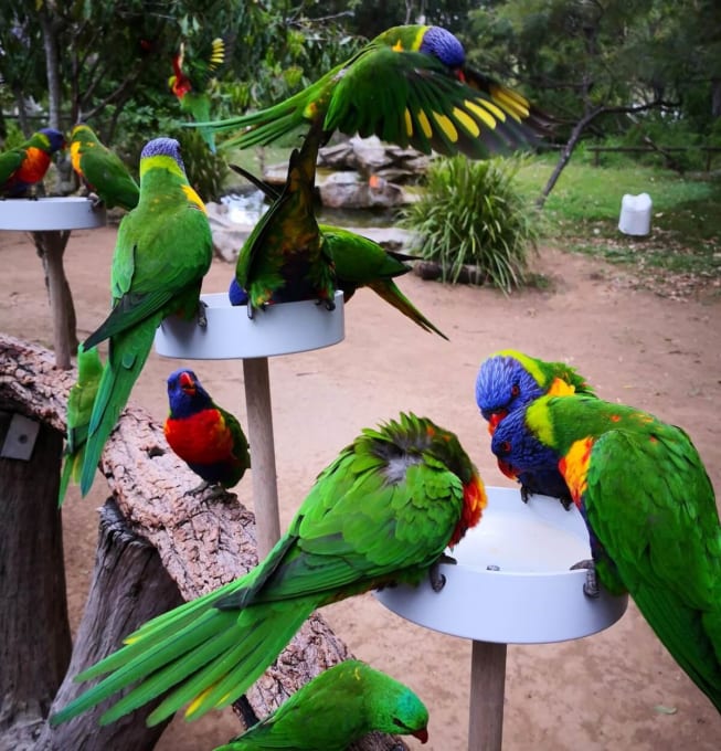 ローンパイン・コアラサンクチュアリ