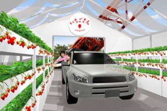 自動車に乗ったままいちご狩りが楽しめる
