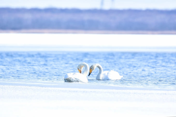 ウトナイ湖の白鳥
