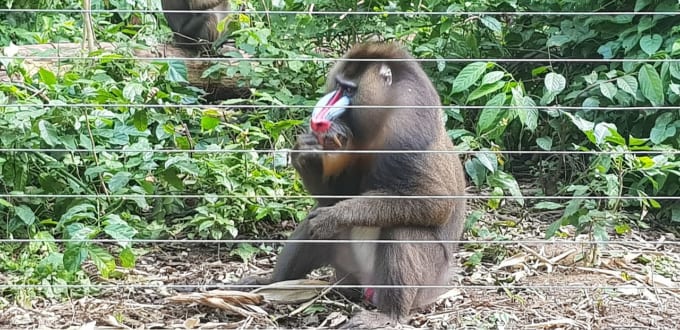 メフー国立公園（メフー保護区）