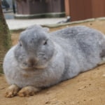 月うさぎの里のうさぎ