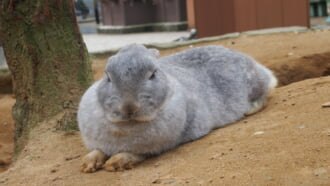 月うさぎの里のうさぎ