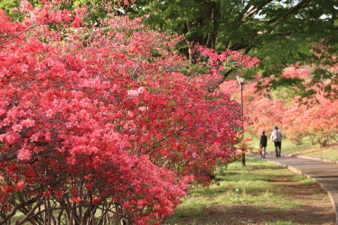 長峰公園のツツジ