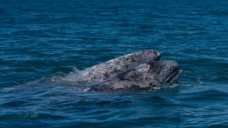 エル・ビスカイノ