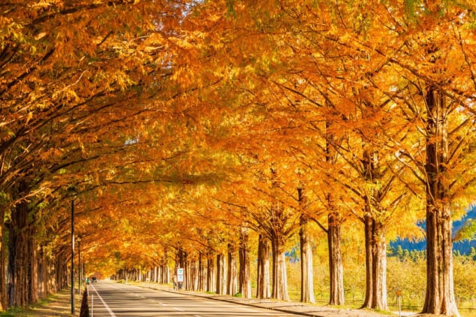 紅葉のメタセコイア並木（滋賀県高島市）