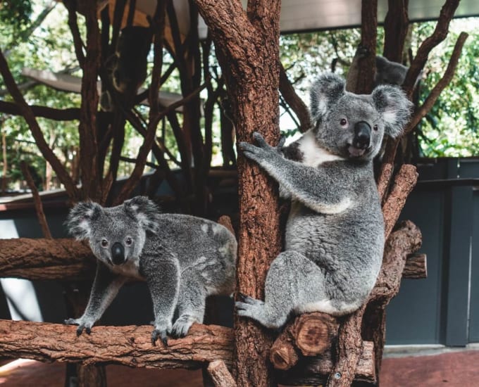 ローンパイン・コアラ・サンクチュアリ（ブリスベン）