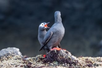ケイマフリのコミュニケーション