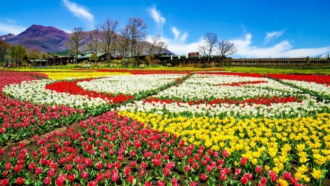 くじゅう花公園（竹田市）