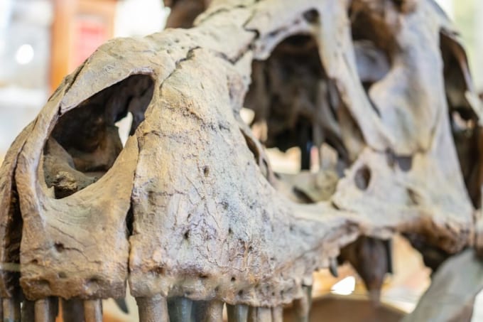 セジウィック地球科学博物館（ケンブリッジ）