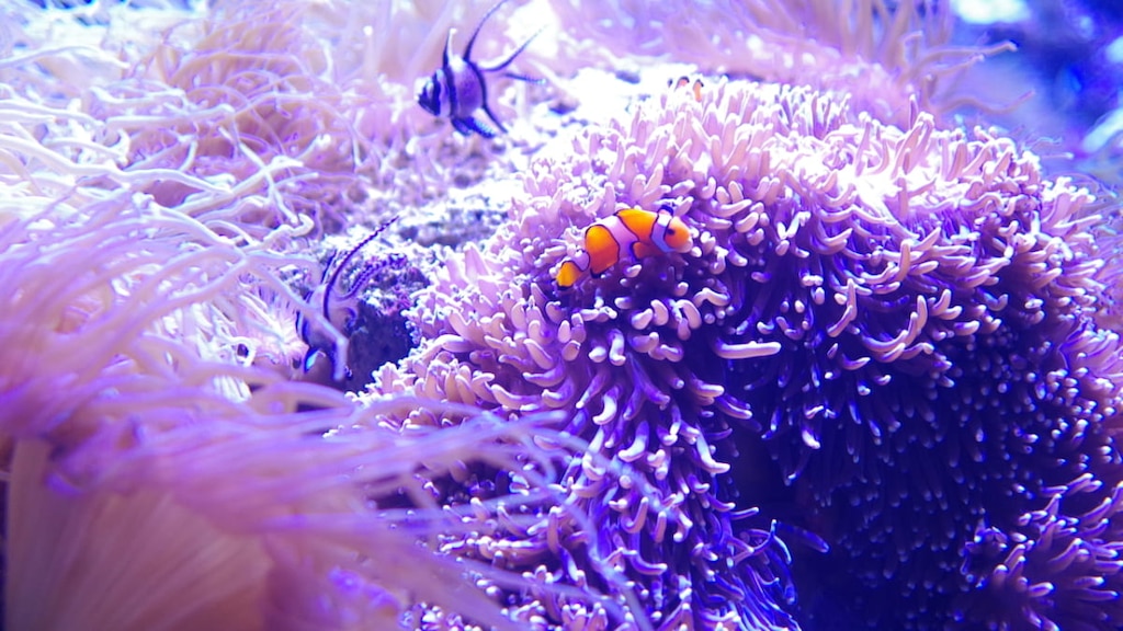 シドニー水族館とは？｜見どころや料金などをご紹介