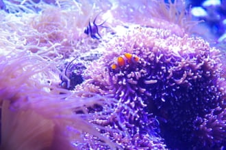 シドニー水族館