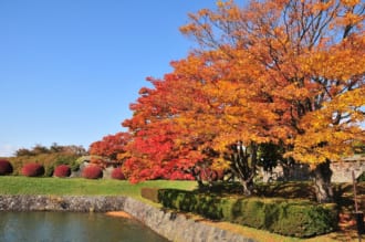 五稜郭公園の紅葉