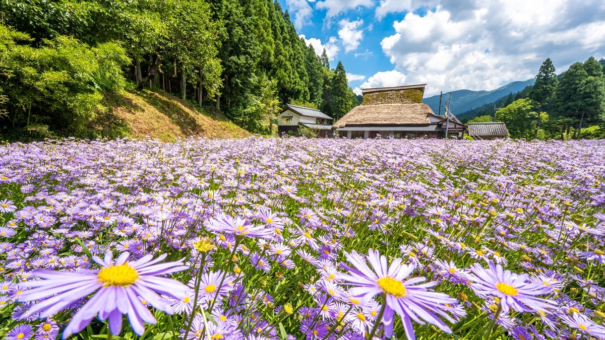 北山友禅菊】京都市の秘境、久多地区で咲く美しい菊の花を見よう – skyticket 観光ガイド