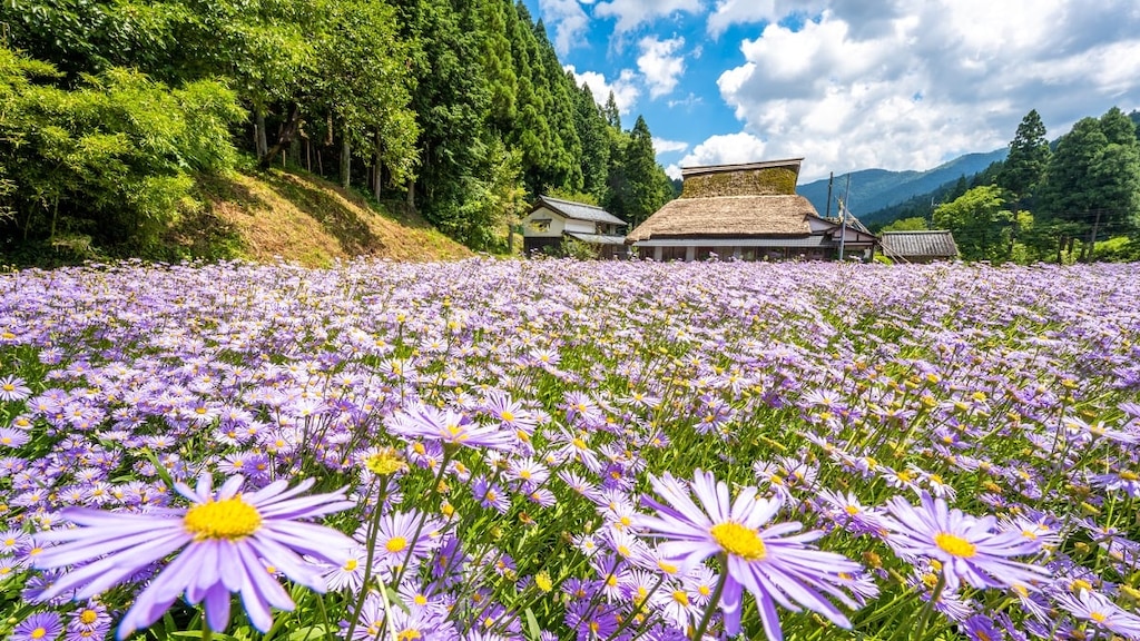 【北山友禅菊】京都市の秘境、久多地区で咲く美しい菊の花を見よう