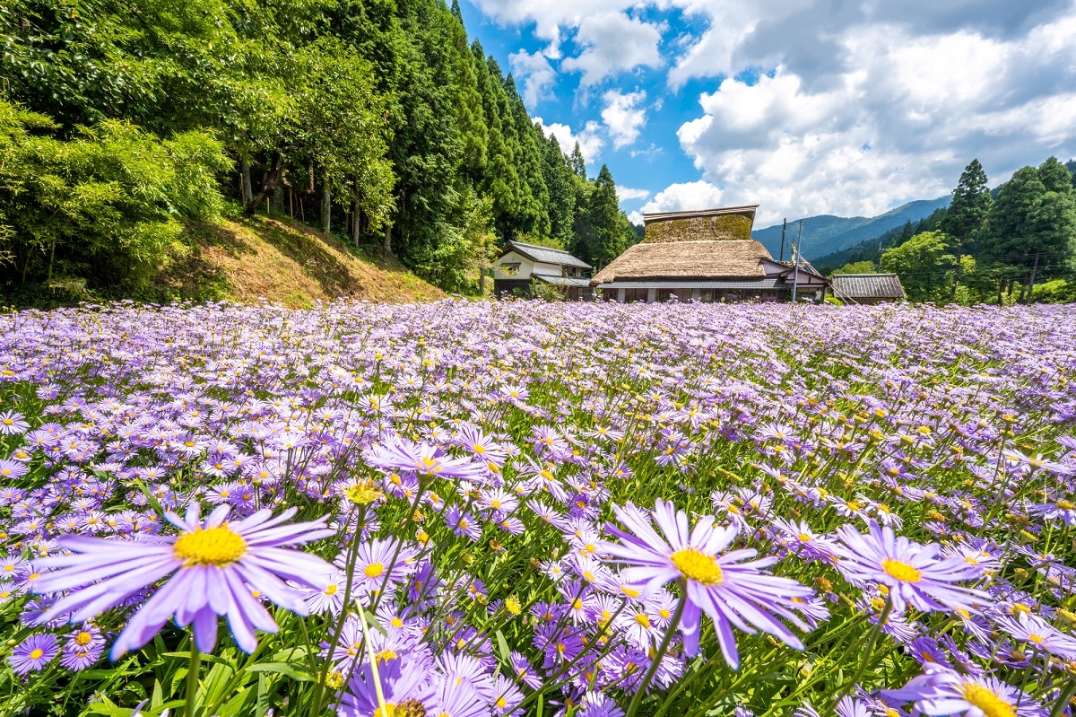 北山友禅菊】京都市の秘境、久多地区で咲く美しい菊の花を見よう – skyticket 観光ガイド