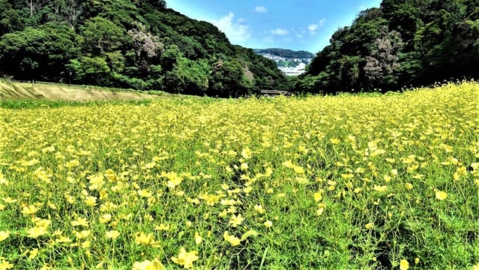 【横須賀市】くりはま花の国のコスモス「「レモンブライト」