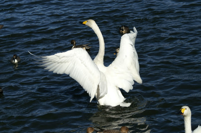 羽田沼の白鳥