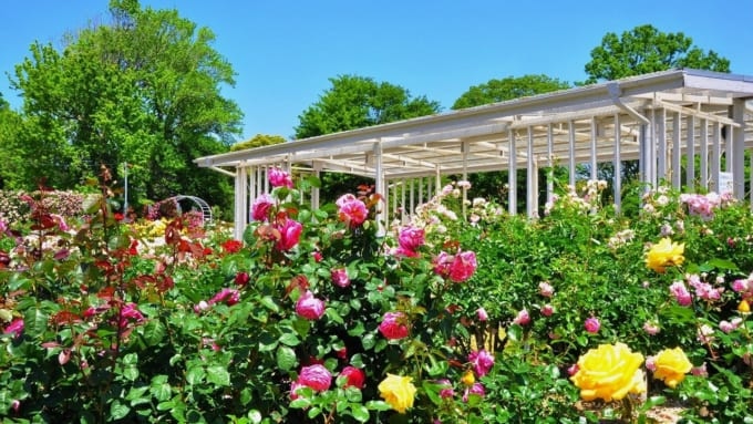 【鎌倉市】日比谷花壇大船フラワーセンターのバラ