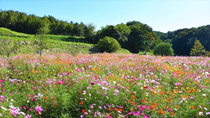 【茅ヶ崎市】茅ヶ崎里山公園のコスモス