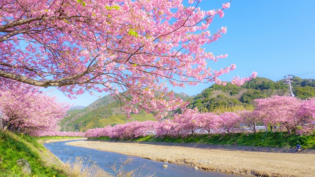 【伊豆】河津桜の開花時期はいつ？桜まつりも楽しもう！