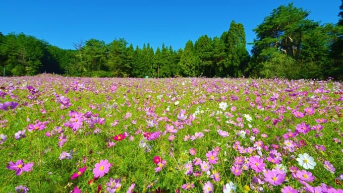 【豊能郡】とよのコスモスの里