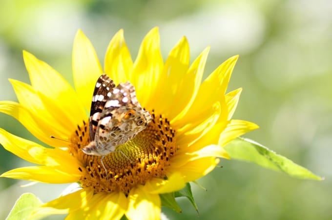 舘矢間ひまわり畑