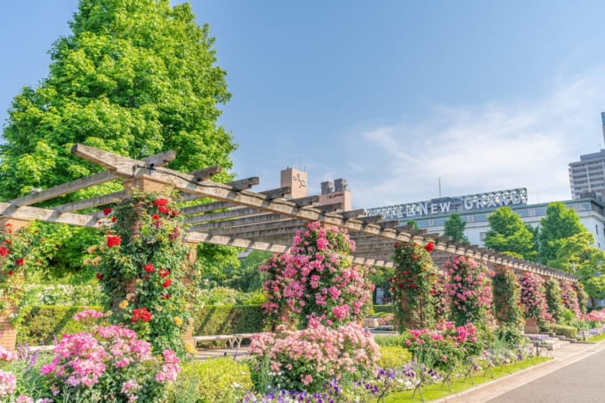 山下公園「未来のバラ園」（横浜）