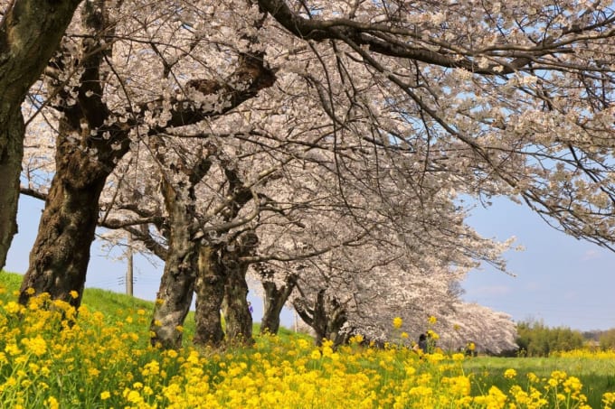 東雲公園（壬生町）