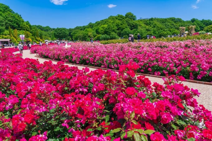 可児市　ぎふワールド・ローズガーデン