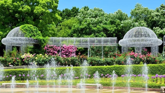 【小田原市】小田原フラワーガーデンのバラ