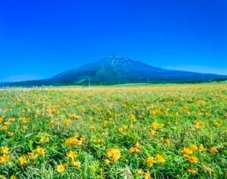 利尻富士と花畑