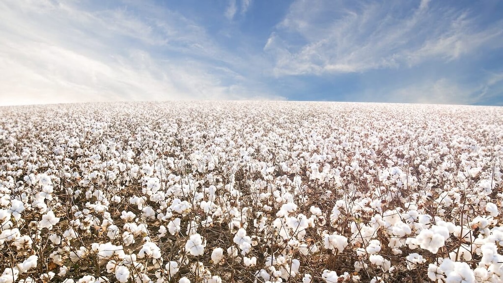 ラボックの観光スポット5選　ここはロックスターバディ・ホリーの生誕地！