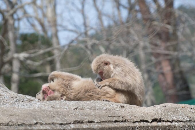 脇野沢野猿公苑