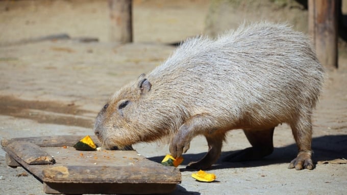 長崎バイオパーク