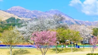 【熊本県】南阿蘇にある一心行の大桜