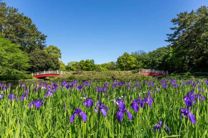 上野台公園のカキツバタ