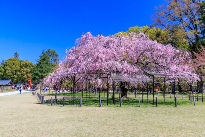 【京都の桜】上賀茂神社　斎王桜