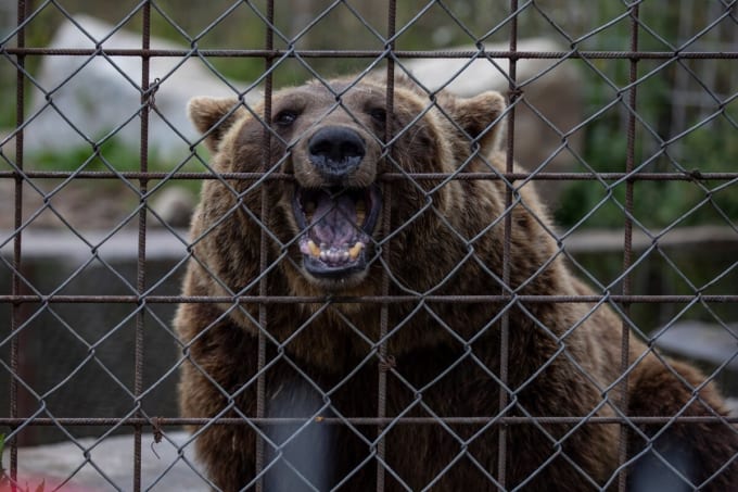 クーサモ・プレデター・センター