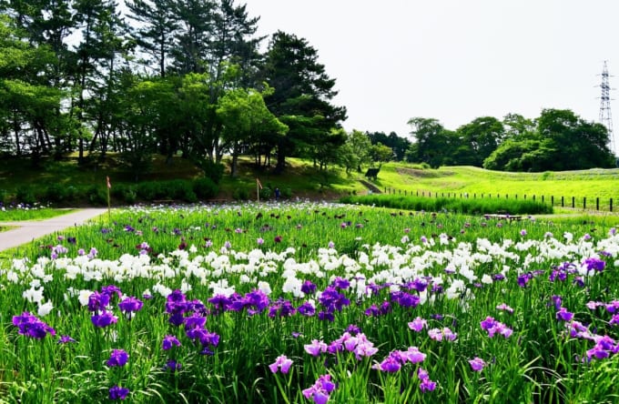 多賀城跡のあやめ園