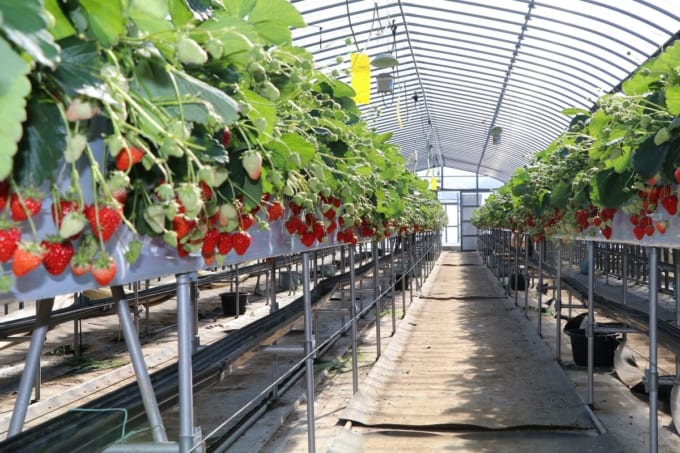 伊豆長岡いちご狩り