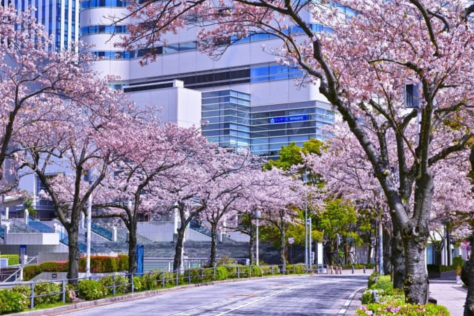 横浜みなとみらい「さくら通り」満開の桜