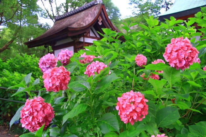 藤森神社（京都 紫陽花）