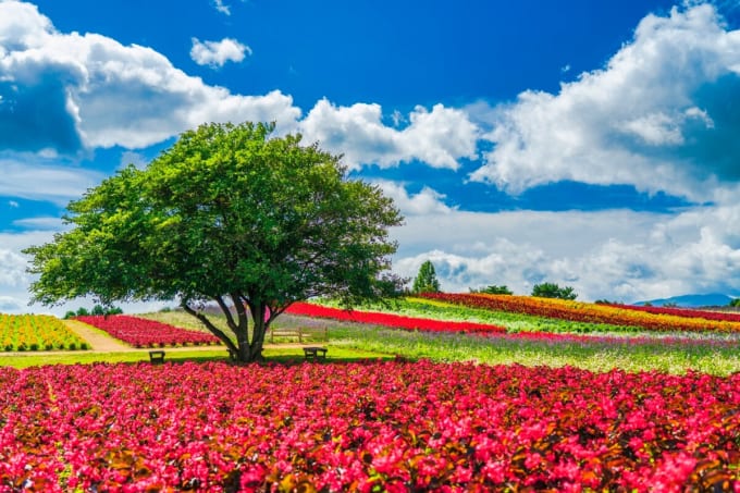 やくらいガーデン